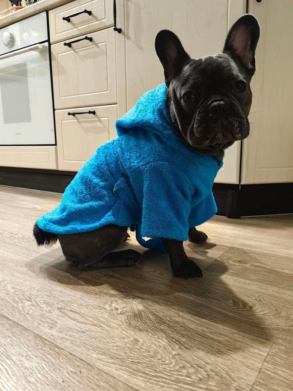 снимок Халат для собак махровый голубой от магазина BIO-TEXTILES ОПТ